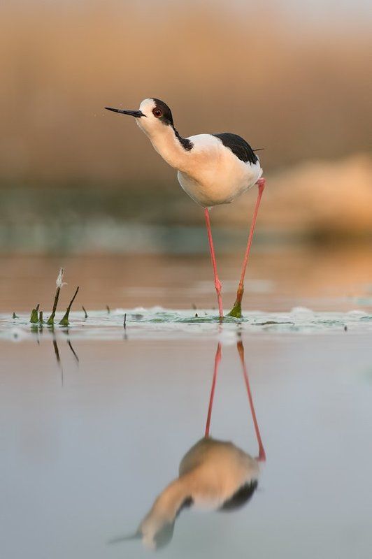 Borislav, Borislav Hristov, Bulgaria, Pentax, Stilt, Кокилобегач Curiousphoto preview