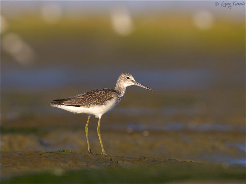 Большой улит, Птицы сахалина, Сахалин Большой улитphoto preview