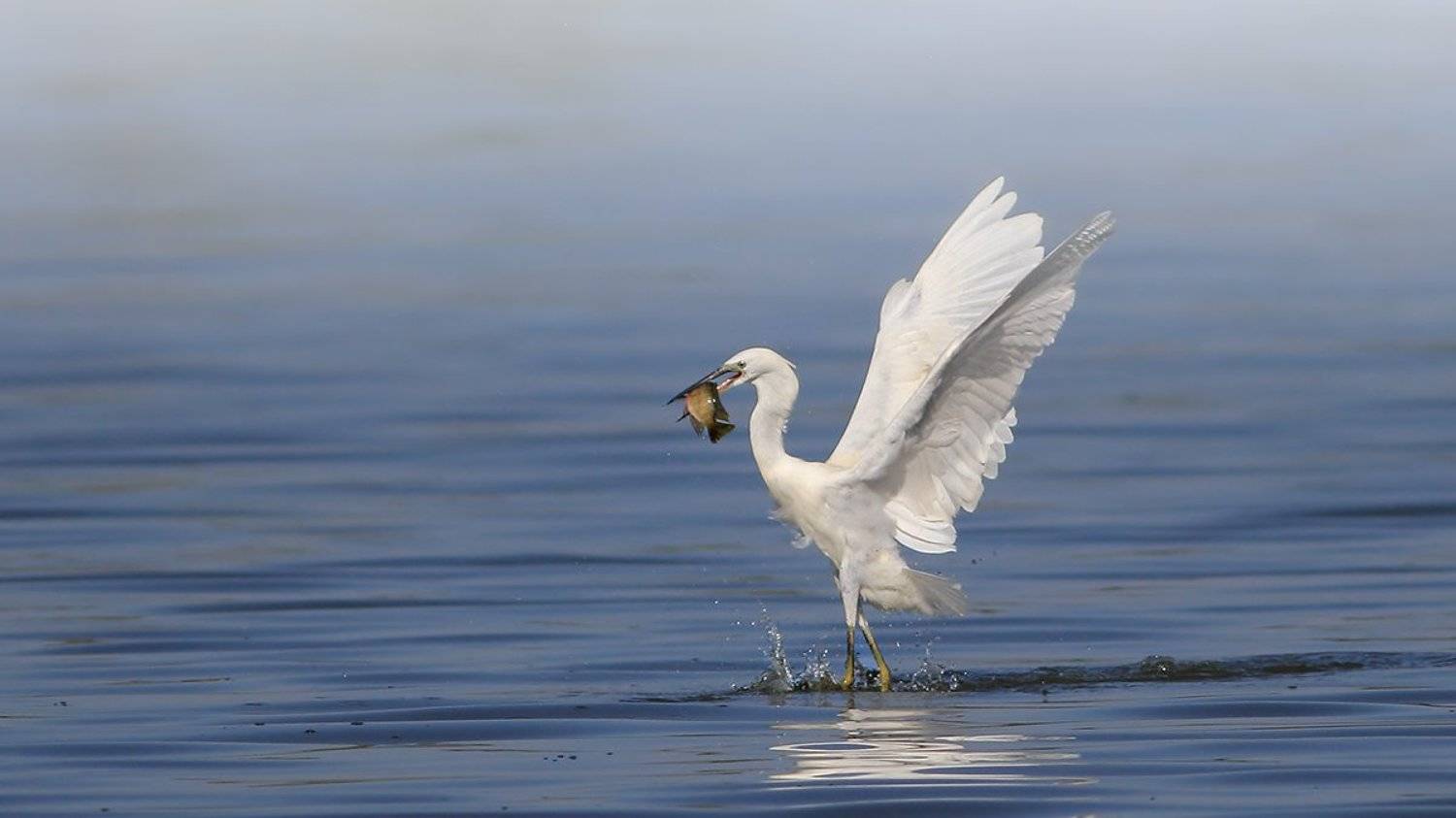 animals,birds,egret, fish,7d,400mm, животные,птицы,рыба, Yuri Gomelsky
