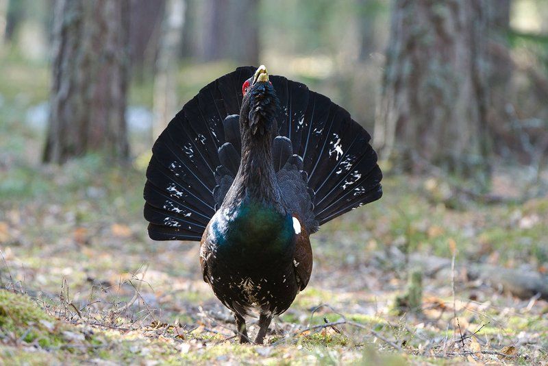 Глухарь фото превью