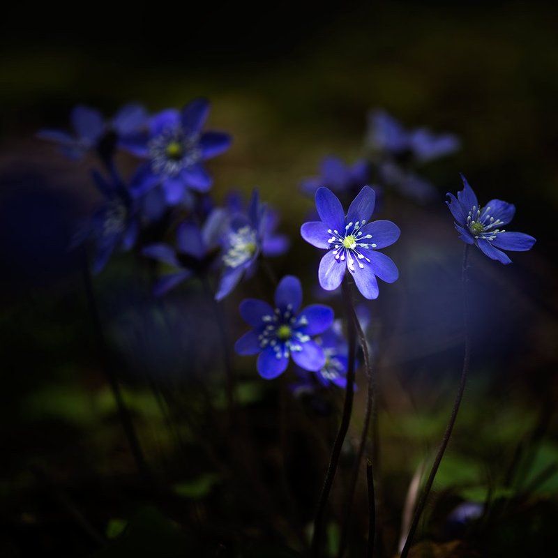 #Hepatica nobilis #anemones #flower #forest #light #shadow  Hepatica nobilisphoto preview