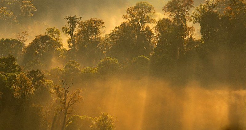 Forest, Landscape, Morning, Nature mystic forestphoto preview