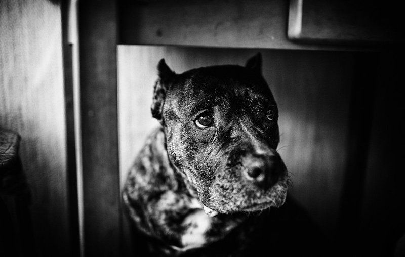 Ингридphoto preview