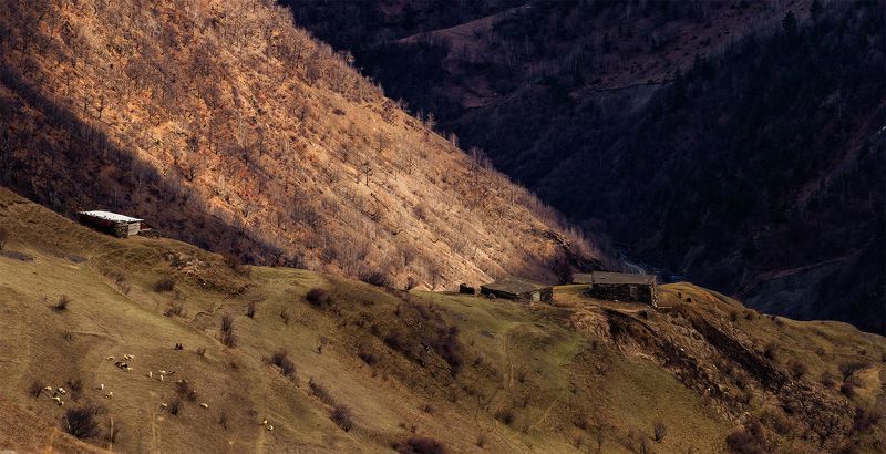 Здесь гуляет самая вкусная баранина.photo preview