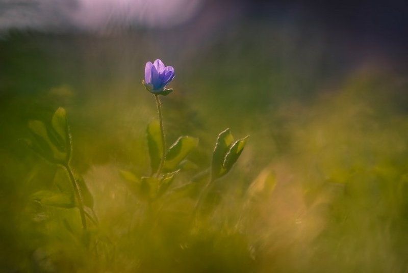 Весна, Печеночница, Утро, Цветы К восходящему солнцуphoto preview