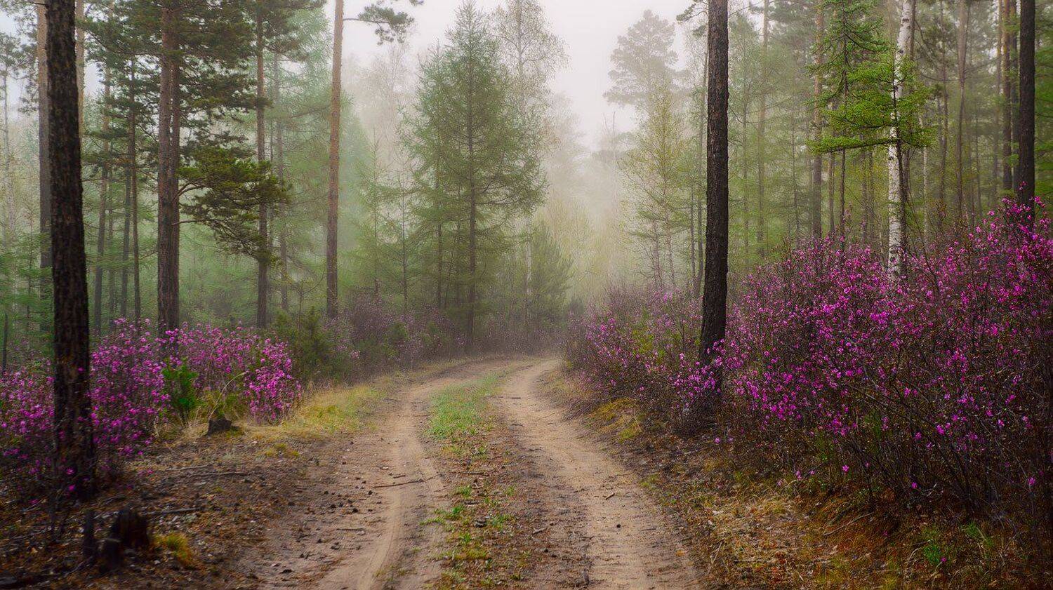 Пейзаж с багульником. Автор: Сергей Брагин , Сергей Брагин