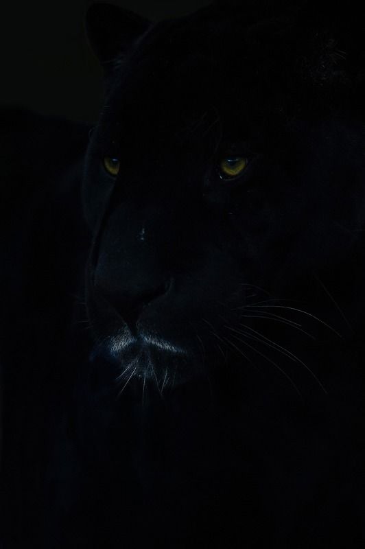 Black pantherphoto preview