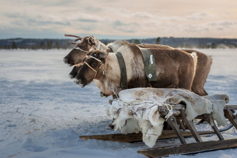 тундра, олени, янао, зима, нарты, ненцы, природа, животные Олешкиphoto preview