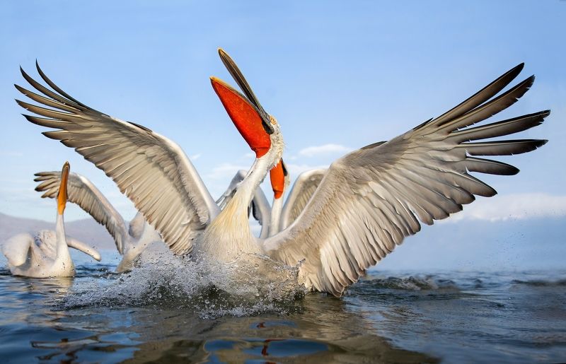 Dalmatian pelicanphoto preview
