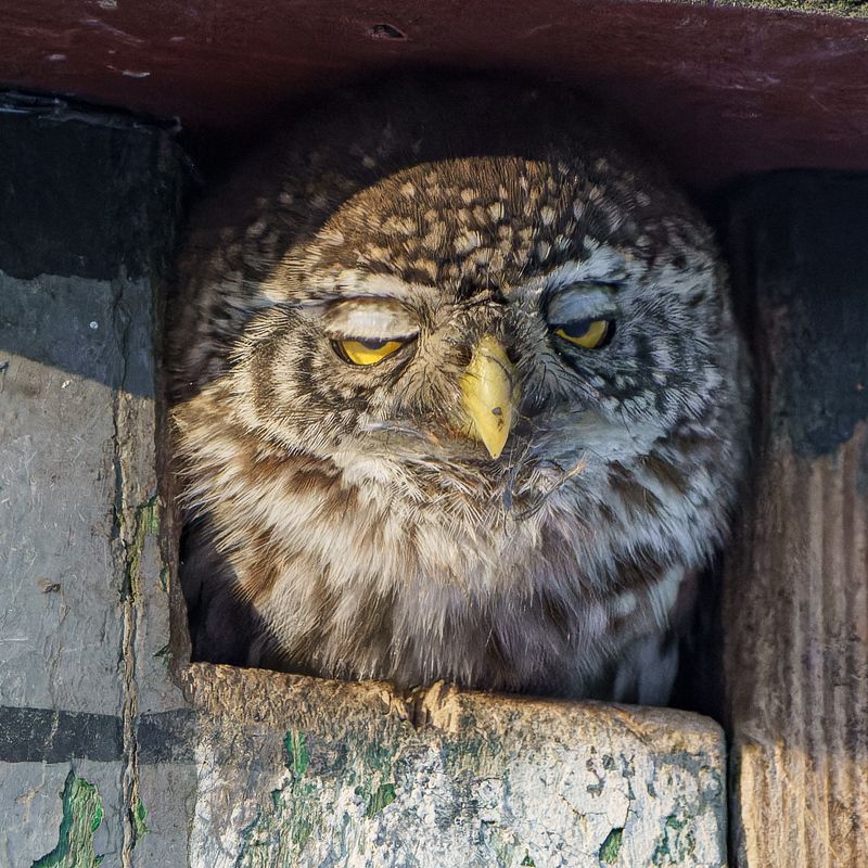 Сонный воробьиный сычик :)photo preview