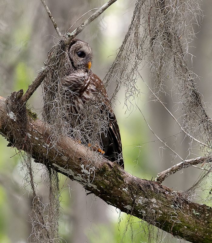 пёстрая неясыть, cова, owl, florida,флорида, хищные птицы, barred owl Barred Owl - Пёстрая неясытьphoto preview