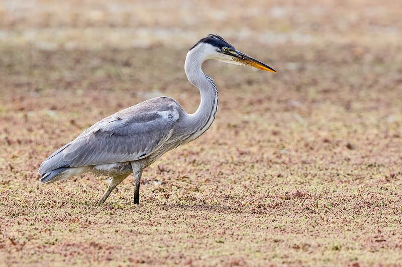 птицы, уругвай ***photo preview