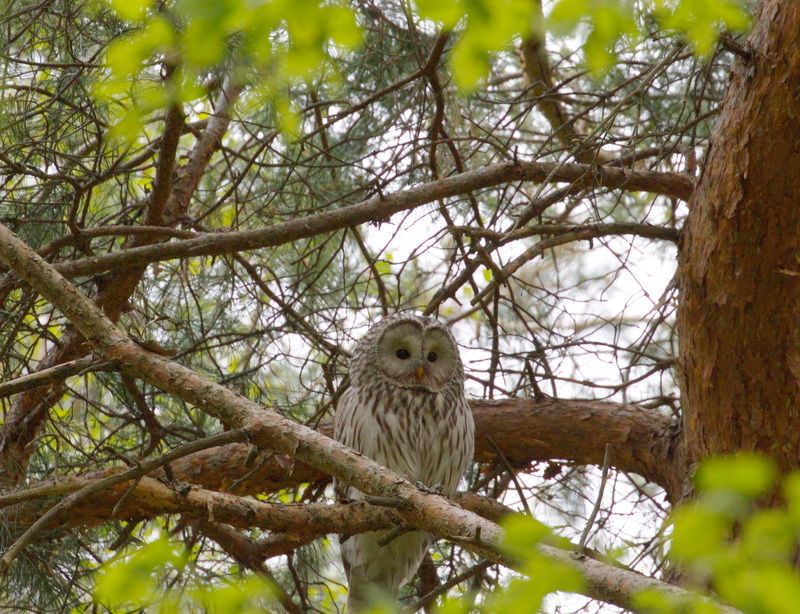 Совушка( Длиннохвостая неясыть)photo preview