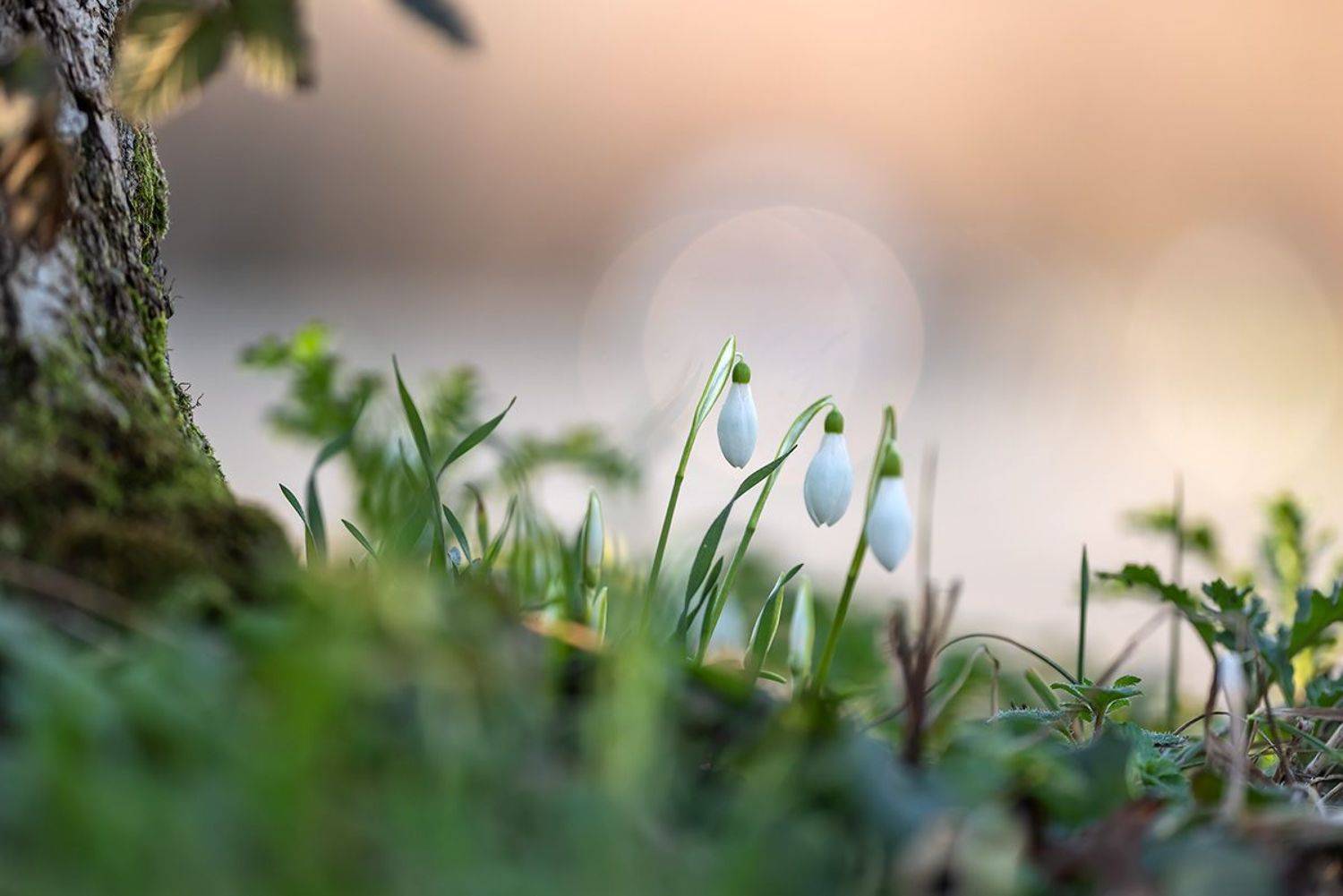 , Александр Земляной