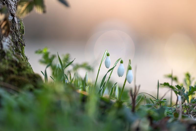 Робкая поступь весны...photo preview