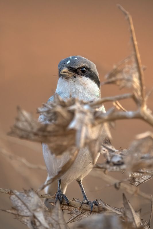 Birds,  Hidingphoto preview