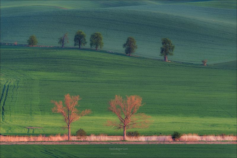 южная моравия,пейзаж,hils,линии,south moravian,lines,свет,czech,весна,чехия,каштаны,landscapes. Яркие деревья фото превью