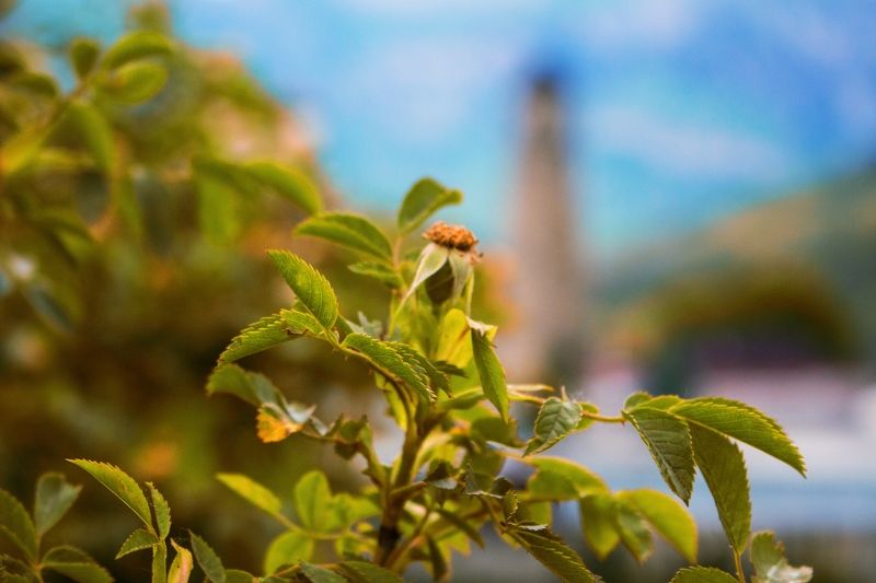 фото превью