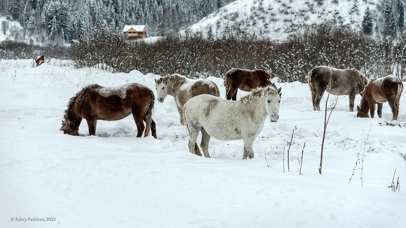 лошади, шорские лошади, зима, снег, усть-кабырза, мрассу, кабырза, горная шория Горная Шория, лошадиphoto preview