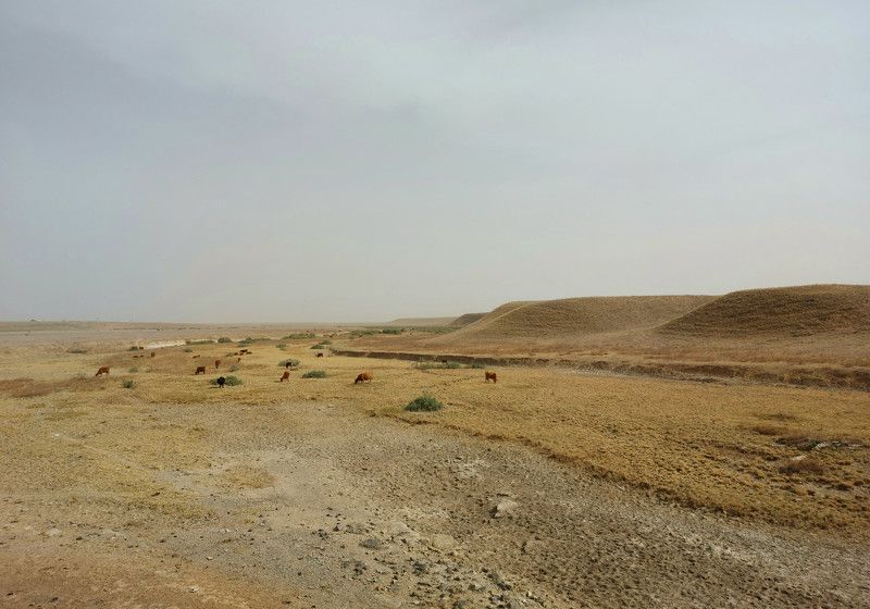 степь, коровы, осень Калмыцкий октябрь.photo preview