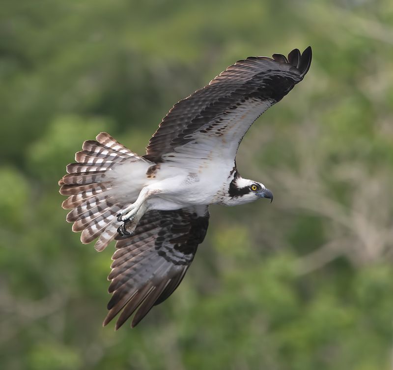 cкопа, osprey, florida, хищные птицы, wildlife Osprey - Скопаphoto preview