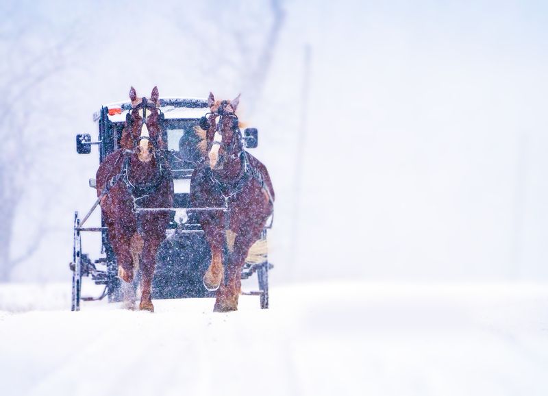 #horses #snow #street #streetphotography #canada #ontario Snow and the Brown Horses photo preview