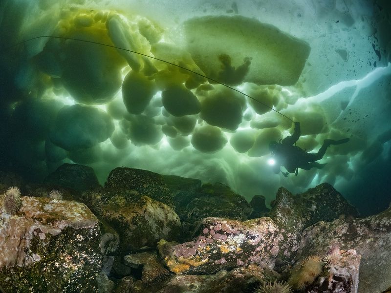 подводное фото Под ледяными торосамиphoto preview