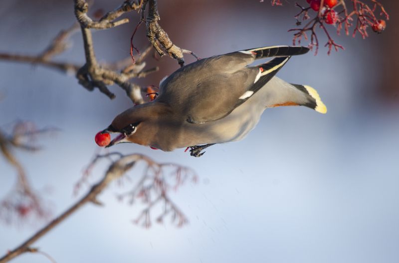 Свиристелиphoto preview