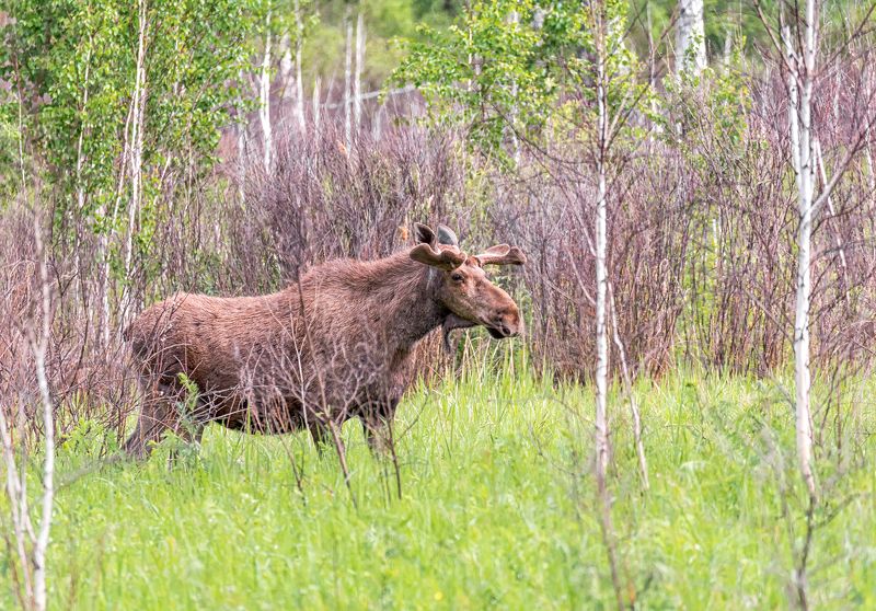 парнокопытное, животное, лось, болото, лес, заказник, лето, на болотеphoto preview