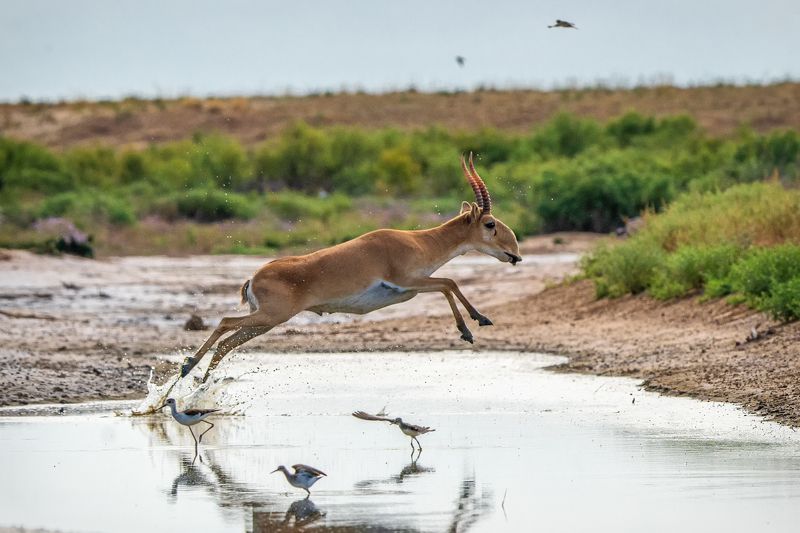 сайгак, степь, чёрные земли, калмыкия Сайгак летящийphoto preview
