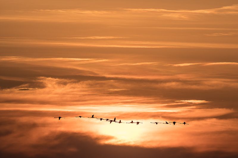 flight; flamingo; bird; france; camargue; Flight of flamingosphoto preview