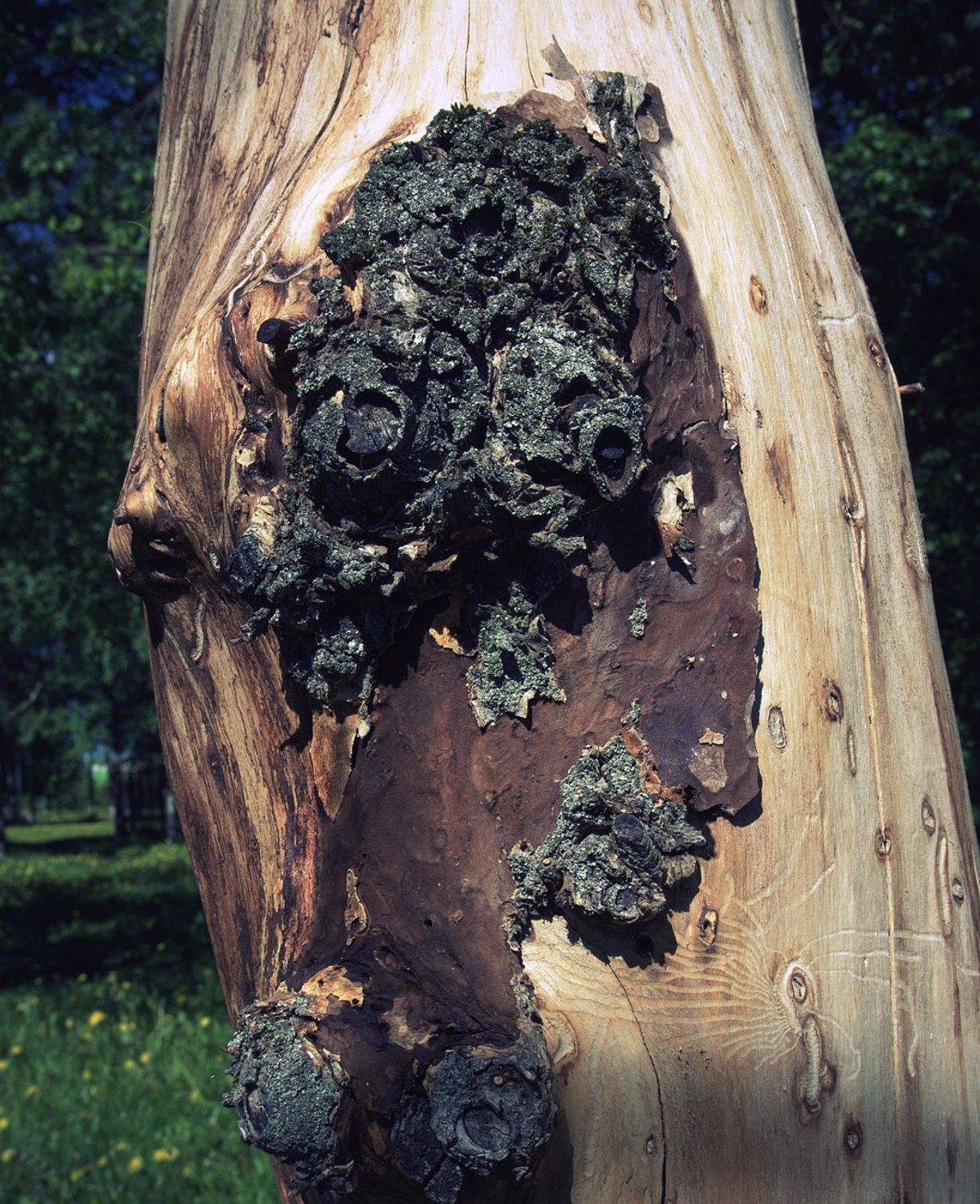 pareidolia, Илья Илья