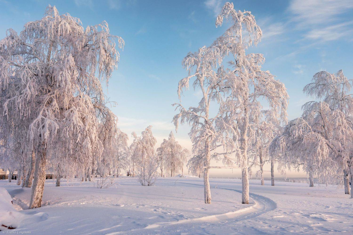 Розовый вечер. Автор: Соколова Елена белая гора, вечер, закат, пермский край, мороз, зима, снег, белогорский монастырь, куржак, Соколова Елена