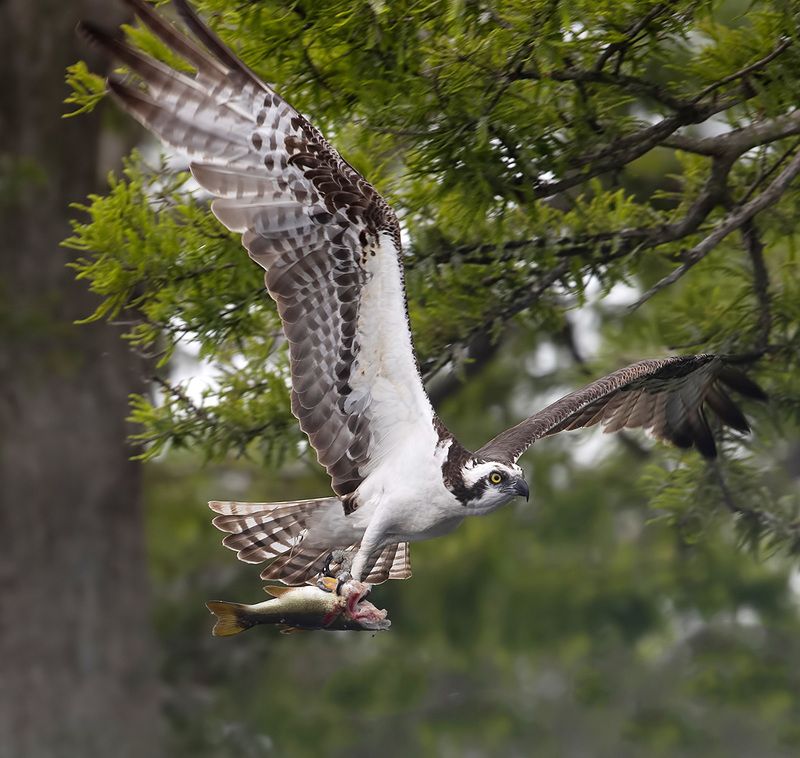 скопа, osprey, florida, флорида, хищные птицы, raptor, wildlife, wild Osprey with Prey - Скопа с добычейphoto preview