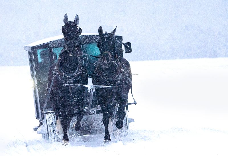 #horses #snow #street #streetphotography #canada #ontario Snow and the Black Horsesphoto preview