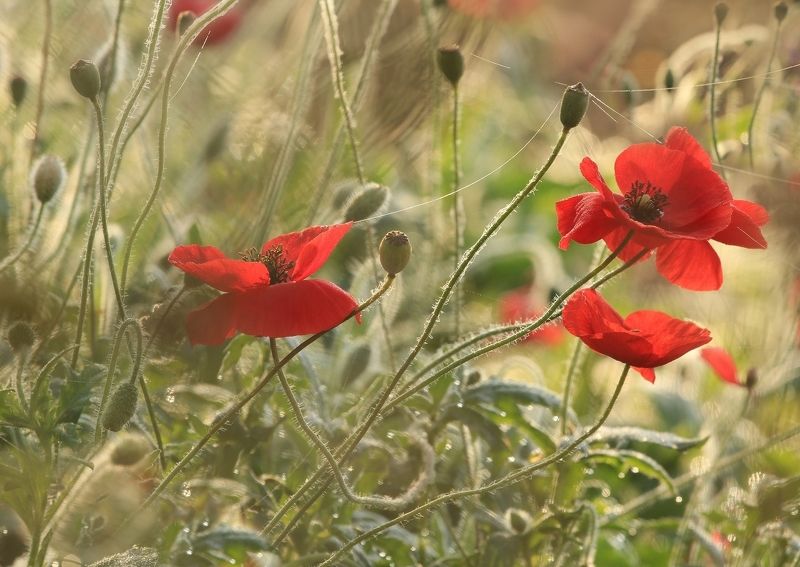 Связующие нитиphoto preview