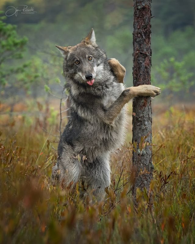 волк, европейский волк, беларусь, красный бор, wolf, gray wolf, wolf, grey wolf Ты заходи, если что!photo preview