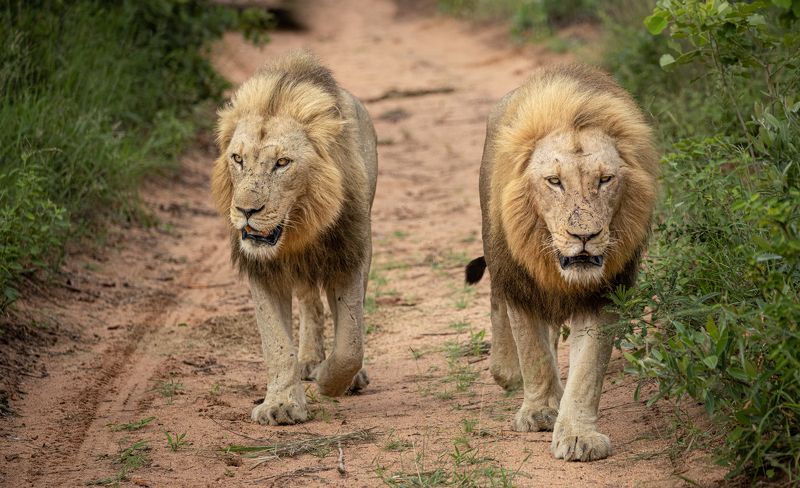 lion, lions, big cat, nature, wild life, animals. safari, africa, south africa, kruger The Lion Brothersphoto preview