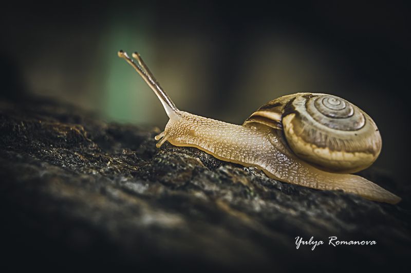 улитка, макро, природа, моллюск photo preview