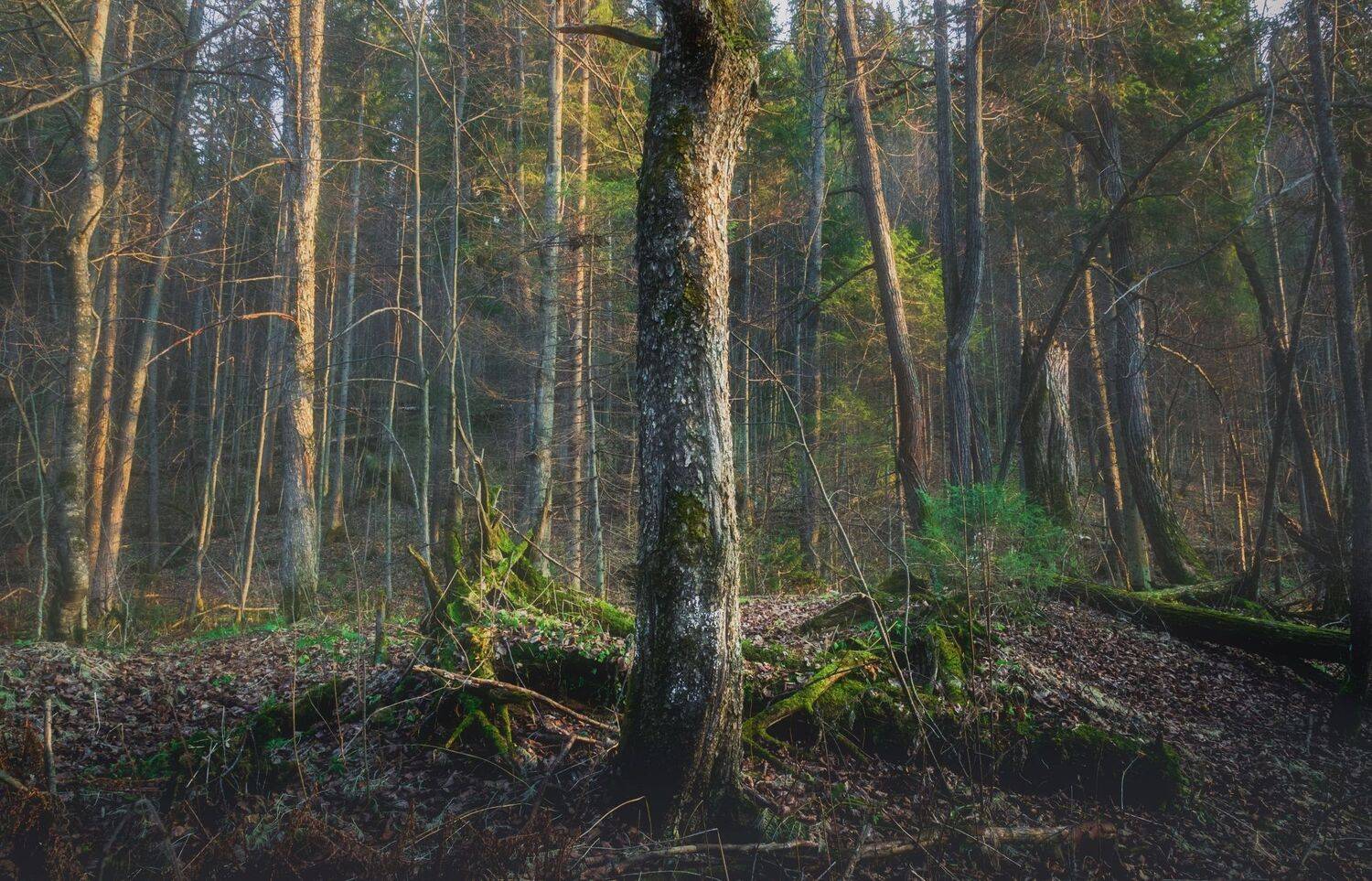 В сумрачном лесу. Автор: Котов Андрей , Котов Андрей