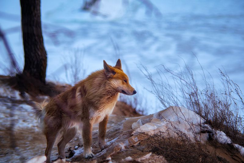 Лисопёс.photo preview