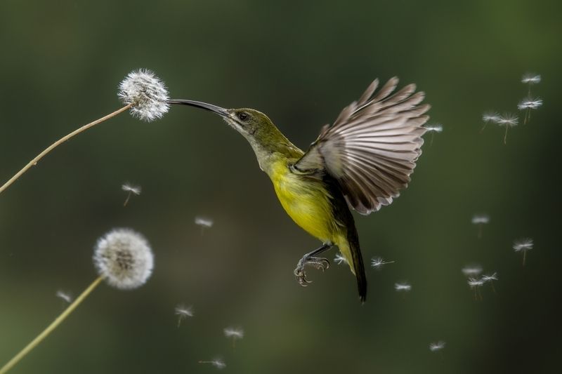 Fly with mephoto preview