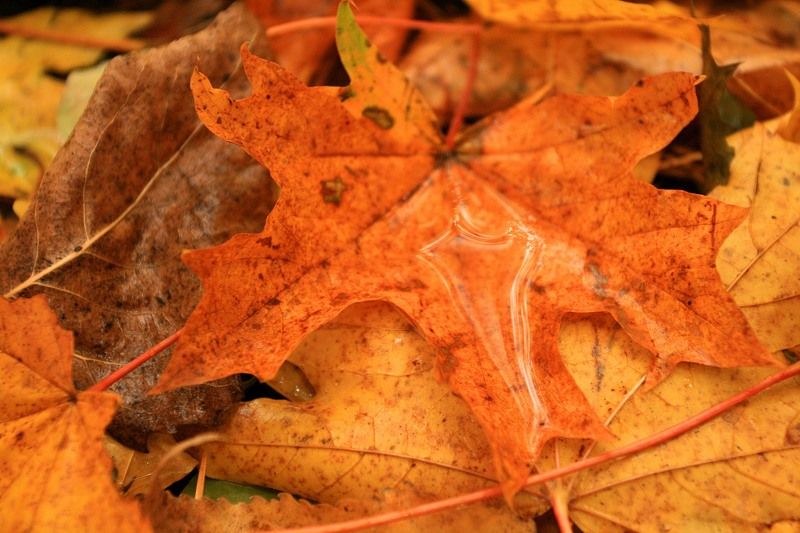 лес осень меланхолия  осенняя меланхолия photo preview