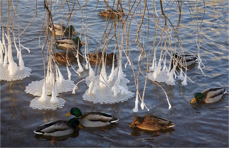 зима, холодно, пруд, утки, ветви, наледь, проделки, Зимы проделкиphoto preview