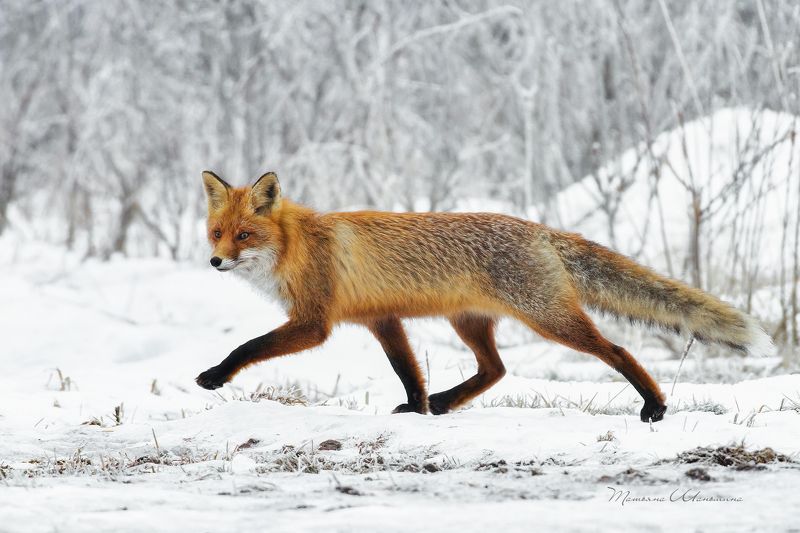 Хитрый лисphoto preview