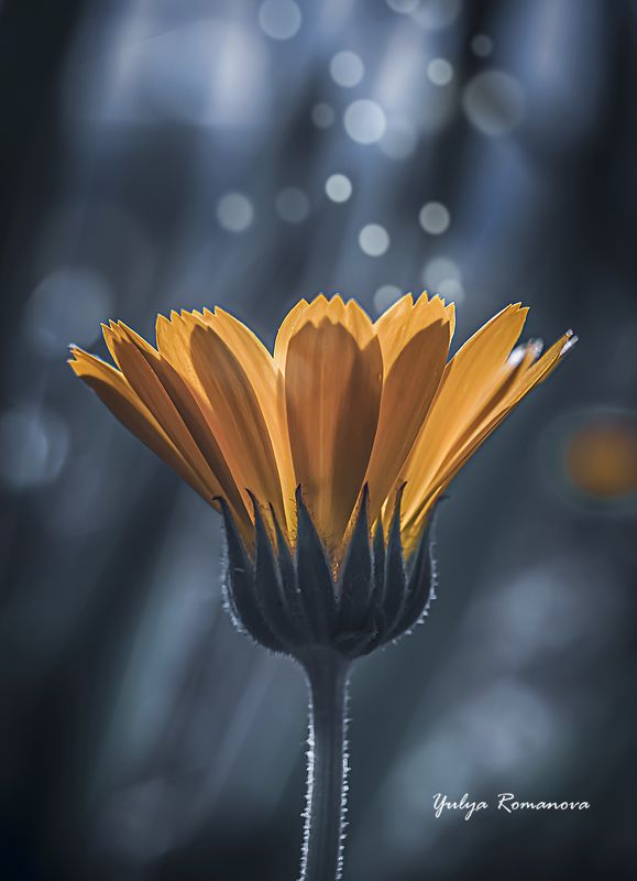 макро, цветок, макро мир, макро природа photo preview