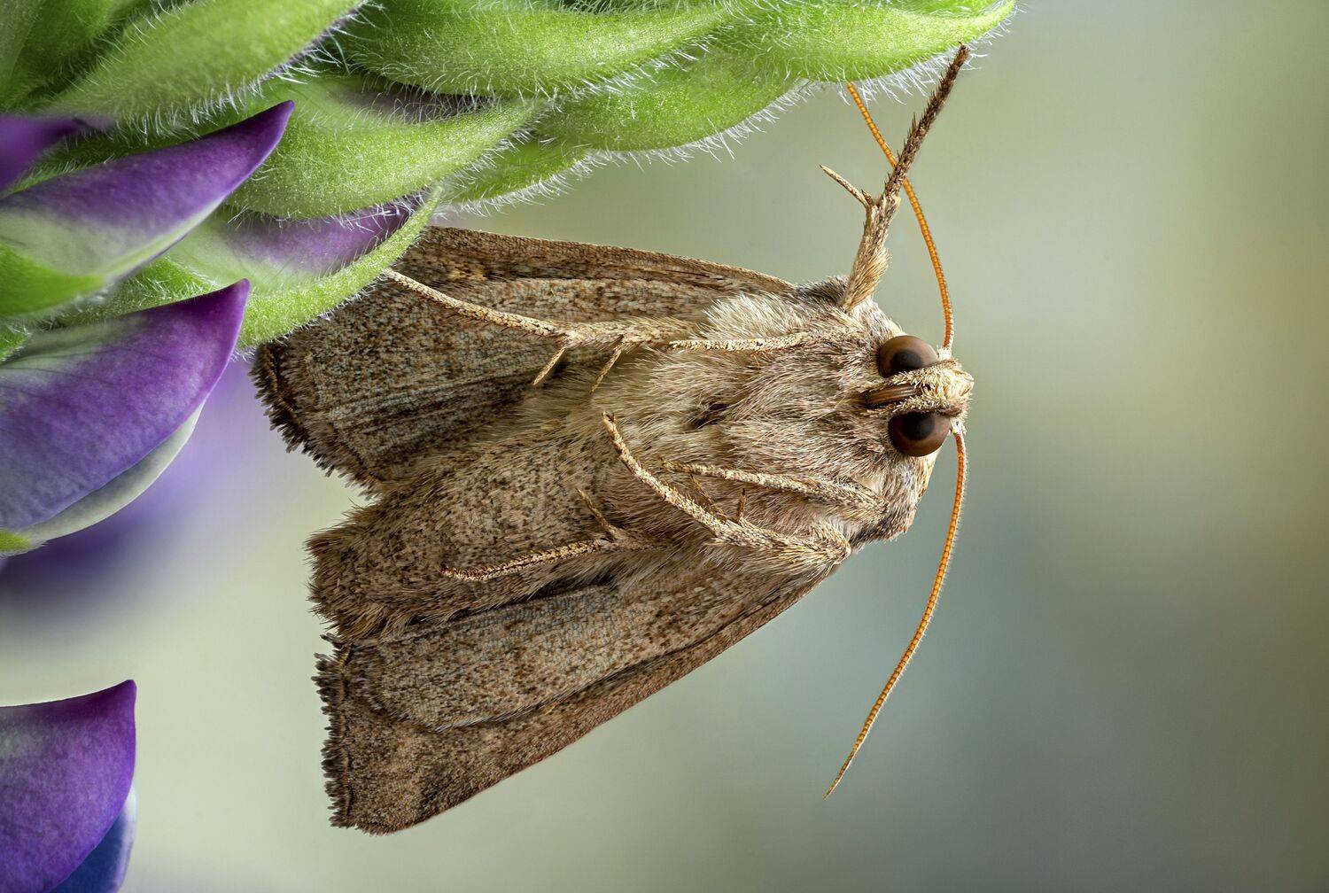 Noctuidae. Автор: Антон Финевич , Антон Финевич
