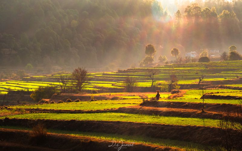 #spring #field #lady #village #hardwork #landscape #beauty #green spring season on the wayphoto preview