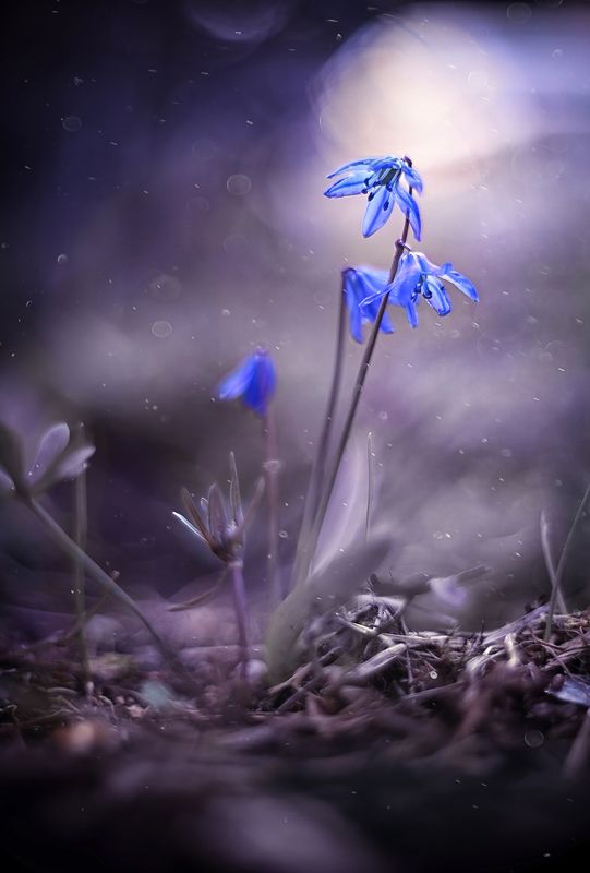 Пролескиphoto preview