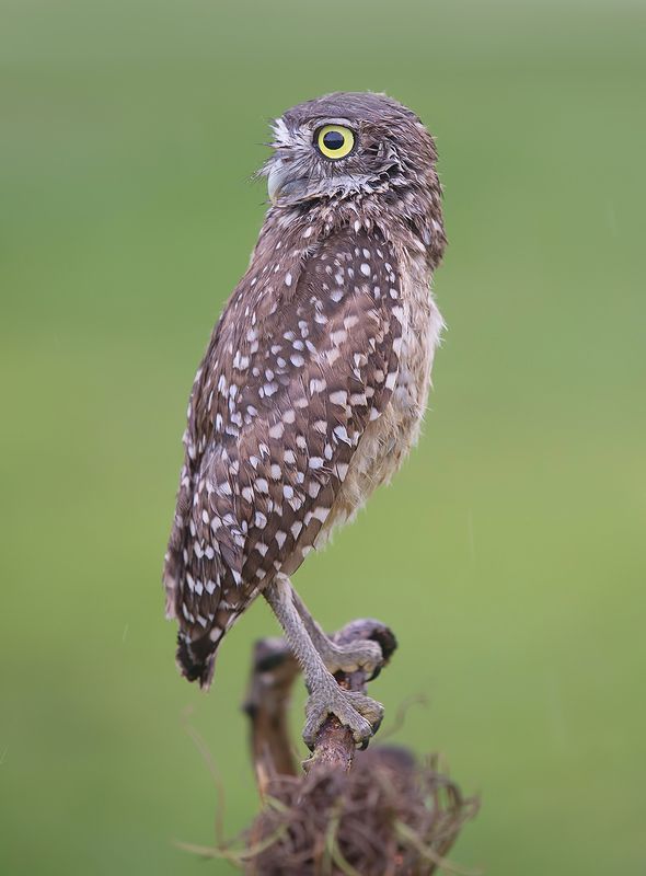 owl, burrowing owl,сыч, флорида, florida, хищные птицы Burrowing Owl - Кроличий сычphoto preview
